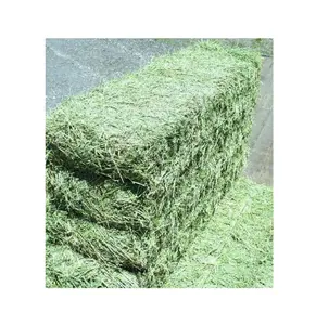 หญ้าแห้ง2023หญ้าอัลฟัลฟาอัลฟัลฟ่าหญ้าแห้งสำหรับเลี้ยงสัตว์