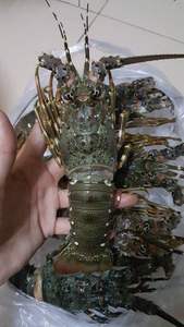 กุ้งมังกรสีแดงของแคนาดา/กุ้งก้ามกรามสด, กุ้งก้ามกรามแช่เย็นสด, กุ้งก้ามกรามแช่แข็ง/หางกุ้งมังกรแช่แข็งทางการเกษตร - Product Image 6