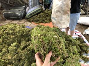 Long-lasting <b>Preserved</b> <b>Moss</b> Artificial Sphagnum Rooting Plants Decorative <b>Moss</b> Pole Garden Supplies Indoor - Product Image 4