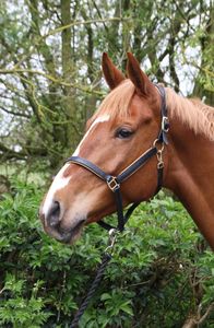 Licol de cheval en cuir de cheval licou Style différent plaqué Bling collier de tête complet - Product Image 6