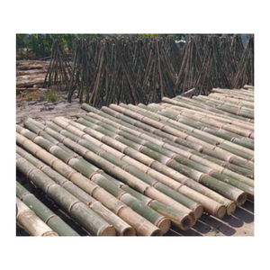 Poteaux de bambou de qualité supérieure du Vietnam parfaits pour le jardinage, poteaux de bambou naturels durables poteaux de bambou robustes pour le soutien des plantes - Product Image 3