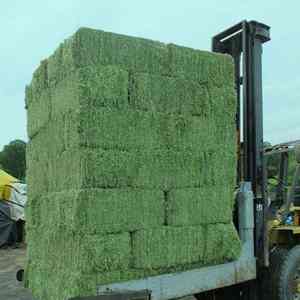 Alimento para animales de heno de alfalfa orgánica de alto valor proteico para ganado, ovejas, caballos en pacas compactas para cosecha fresca de exportación al por mayor a granel - Product Image 1