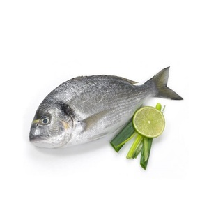 Pescado Dorsa Roja Congelada de Primera Calidad al Por Mayor a Precio Económico |   Pescado entero de branzo del Mar Rojo al por mayor - Product Image 2