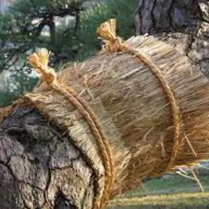Protezione del tronco d'albero con tappetino di carice