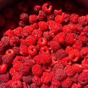 Frambuesas Frescas Orgánicas Directas de Fábrica, Naturales y en Empaque a Granel - Product Image 3