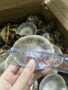 Coquille de mer pour décoration-Coquille d'escargot pour allaitementAbalone Shell - Limpet Murex Operculum - Product Image 3