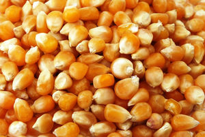 ข้าวโพดอบแห้งสีเหลืองแบบไม่ผ่านการอบแห้งสำหรับคนและอาหารสัตว์ - Product Image 6