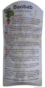 Kit pequeño Baobab (Adansonia Digitata) - Product Image 2