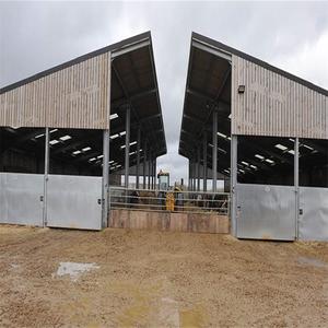 Cobertizo de vaca de estructura de acero, construcción de granja de vaca y ganado, bajo coste, gran oferta, <span class=keywords><strong>2022</strong></span> - Product Image 1