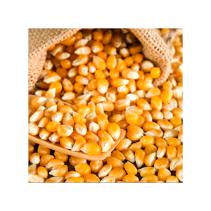 Maíz amarillo para alimentación Animal, no GMO, para consumo humano, Brasil, venta al por mayor - Product Image 2