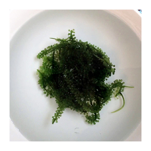 องุ่นทะเลเวียดนามเกรดสูง-องุ่นทะเลสดและแห้งสำหรับผู้ส่งออกและผู้ซื้อทั่วโลก - Product Image 5