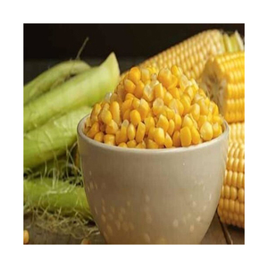 Maïs jaune Maïs-Vente en gros de maïs jaune doux français pour l'alimentation animale - Product Image 3