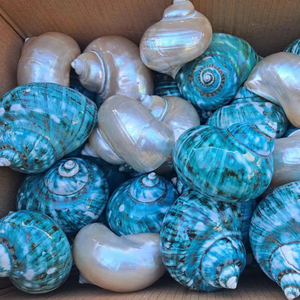 Vente en gros de gros coquillages naturels coquillages de plage coquillages blancs pour décoration prêts à exporter depuis le Vietnam - Product Image 3