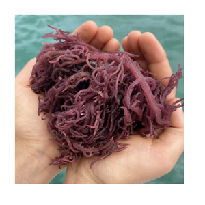 ¡VENTA CALIENTE 2025! SEAMOSS PURPLE PREMIUM DE VIETNAM-MEJOR PRECIO-PRODUCTO DE ALTA CALIDAD DE VIETNAM/Sra. Beatrix - Product Image 1