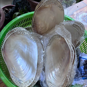 เปลือกหอยมุกขัดเงา | วัสดุเปลือกหอยธรรมชาติสำหรับทำเครื่องประดับและตกแต่งบ้าน - Product Image 1