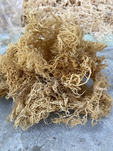 Eucheuma cottonii แห้งสาหร่าย-ผู้ส่งออกชั้นนำแห้งผลิตจากสาหร่ายทะเลไอริชปลาทะเลแห้งมีหรือไม่มีเกลือ99 GD - Product Image 4