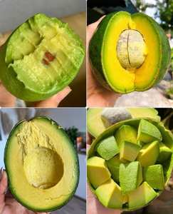 El mejor precio para aguacates frescos de alta calidad de Filipinas en 2024 - Product Image 3