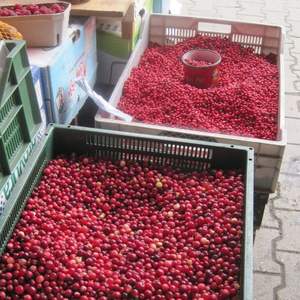Fruits de canneberges frais de qualité supérieure en gros, maturité 80-95%, calibre 10-20mm, 950kg - Product Image 5