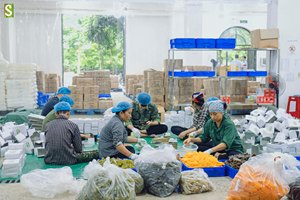 สบู่มอสทะเลไอริชแบบทำด้วยมือสบู่ก้อนมอสทะเลยอดนิยมสำหรับผู้หญิงสบู่เนยเชียจากเวียดนาม - Product Image 3