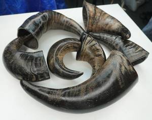 Alimento Seco para Perros Artesanal y Ecológico TIMELESS CRAFT, Masticables de Cuerno de Búfalo, Golosinas para Gatos, Lanzador de Golosinas y Snacks a Base de Mariscos - Product Image 1