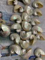 Vente chaude Coquillages de Nautilus de haute qualité Poli et naturel Abalone pour la décoration de la maison Artisanat naturel hautement artisanal