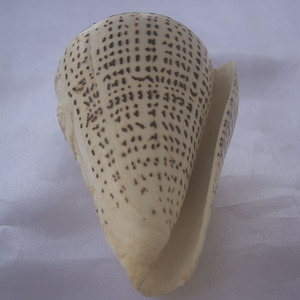 Conus Shell Sculpture Shiva Ornement SEASHELL BIJOUX Seashell sculpture Motif Shiva Dieu Sculpture - Product Image 5