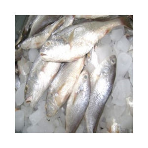 Selección superior de pescado croaker congelado a precio de descuento para compradores comerciales a gran escala - Product Image 1