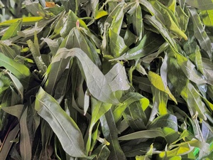 ใบมันสำปะหลังแช่แข็งคุณภาพพรีเมี่ยมจากผู้จำหน่ายจากเวียดนาม - Product Image 4