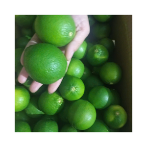 Citron vert avec peau mince riche en goût aigre de vitamine C et longue durée de conservation adaptée au traitement des jus Horeca et à l'utilisation au détail - Product Image 4