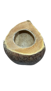 Eco Friendly Coconut <b>Water</b> Container Ideal For Terrarium Pet Animals Premium Quality Natural Organic Biodegradable Sri Lankan - Product Image 4