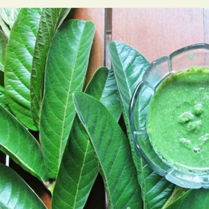 HEALTHY <b>GUAVA</b> LEAF TEA RICH IN ANTIOXIDANTS NATURAL WELLNESS TEA - Product Image 5