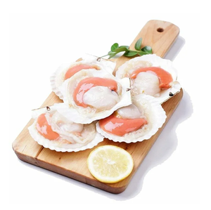Meilleur prix pour la viande de coquille Saint-Jacques congelée |   Coquilles de coquillages congelées en vrac disponibles avec emballage personnalisé - Product Image 1