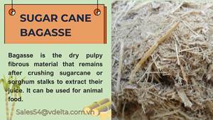 HOT DEAL BAGAZO DE CAÑA/RESIDUOS DE BAGAZO/ALIMENTACIÓN ANIMAL, FERTILIZANTE, MATERIAL DE CARBÓN - Product Image 6