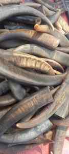 Punta de Cuerno de Búfalo Ecológica de Alta Calidad, Diseño Moderno Hecho a Mano para Decoraciones de Bodas y Festividades, Venta al por Mayor - Product Image 3