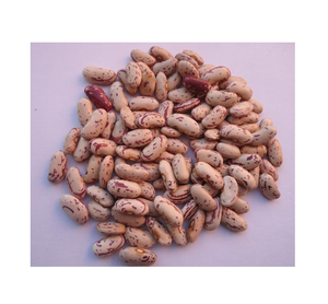 ถั่วน้ำตาลขายส่งสำหรับขายราคาถูกสำหรับการสั่งซื้อจำนวนมากเหมาะสำหรับผู้ผลิตอาหารและร้านอาหารที่กำลังมองหาเพื่อประหยัด - Product Image 1