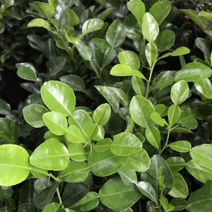 KAFFIR NATURAL DE VIETNAM CONGELADO HOJAS DE LIMA 100% HIERBAS AROMÁTICAS PREMIUM RECIÉN COSECHADAS PARA EL MERCADO DE EXPORTACIÓN DE COCINA DE ALIMENTOS - Product Image 4