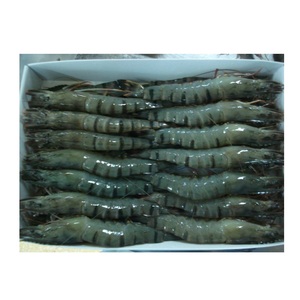 Camarones Tigre HOSO Congelados Premium - Proveedor Mayorista de Camarones Tigre - Product Image 5