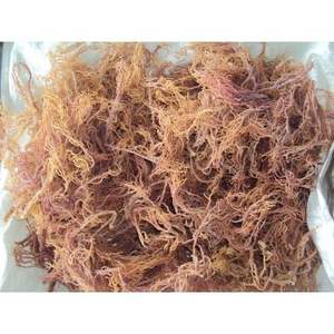 MOUSSE DE MER POURPRE SÉCHÉE-Prix raisonnable de haute qualité du Vietnam // Mme Beatrix - Product Image 3