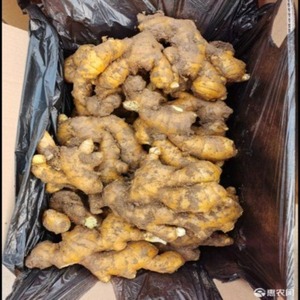 ข้อเสนอสุดพิเศษสำหรับขิงสดอ่อน-รากขิงสีเหลืองธรรมชาติขนาดใหญ่ 250 กรัม จำหน่ายแบบขายส่ง - Product Image 6