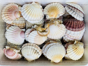 เปลือกหอยธรรมชาติสำหรับตกแต่งแขวนผนัง - Product Image 3