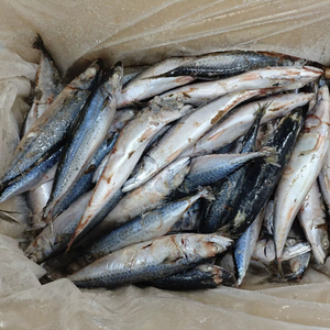 Caballa del Pacífico Congelada IQF al por Mayor con 12 Meses de Vida Útil y Servicios de Personalización Altamente Flexibles - Product Image 1