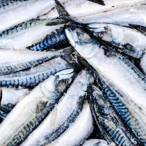 Pescado Caballa Entero Congelado de Alta Calidad, Grado Superior, Envasado al Vacío, 25 kg, Proceso BQF y FD, 24 Meses de Vida Útil, Envío Mundial - Product Image 3