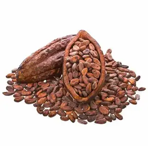 Fèves de cacao d'Indonésie de haute qualité-Fèves de cacao-Fèves de chocolat