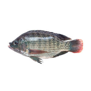 ปลานิลแช่แข็ง/ปลานิลแช่แข็งทั้งตัว - Product Image 4