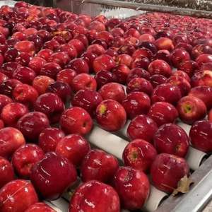 Cerises rouges de qualité supérieure |   Texture ferme et Brix élevé (18%+ ) | Récolte fraîche, export, forte disponibilité, Royaume-Uni - Product Image 2