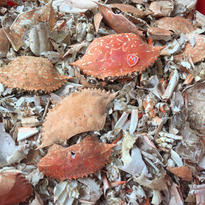 Chitine naturelle de crabe et de crevettes KMI (Améliorateurs nutritionnels et conservateurs) Vietnam Humidité 14% Utilisation agricole et industrielle Compétitif - Product Image 3