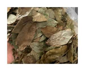 Hojas de Guanábana secas de estilo orgánico: forma de hoja retenida y Hojas de Guanábana secas con aroma tropical ligero para compradores - Product Image 4