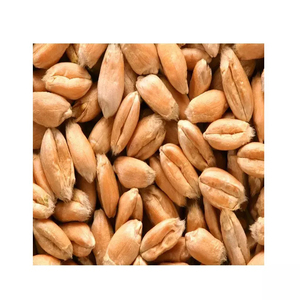 Quality <b>Barley</b> Groats Natural Non-GMO- Shelled Pearl <b>Barley</b> and Peeled Hulled <b>Barley</b> Grains 25kg Bags - Product Image 5
