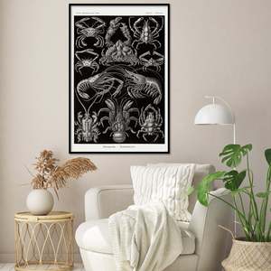 Póster de Haeckel Decapoda, Placa 86 de las Formas de la Naturaleza, con un Intrincado Patrón de Naturaleza Muerta - Product Image 2