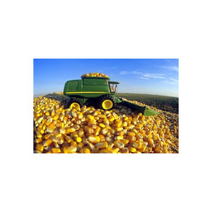 Producto agrícola Premium de harina de maíz amarillo gluten seco de Venta caliente a granel - Product Image 2